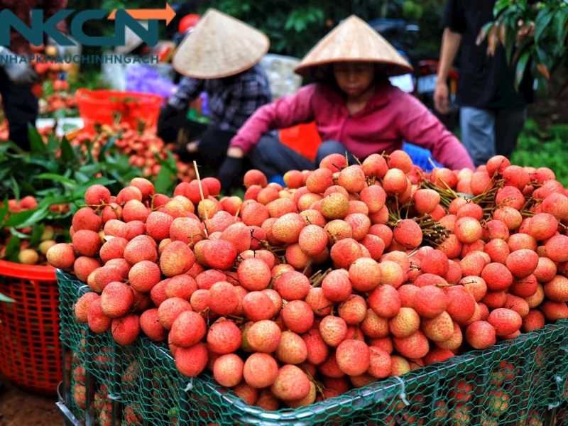 Thủ tục nhập khẩu nông sản Trung Quốc