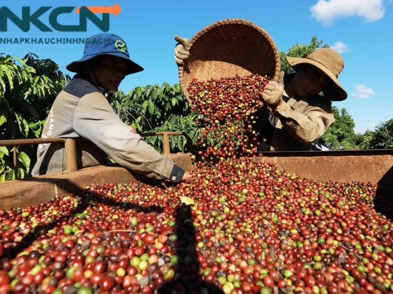 Thủ tục nhập khẩu nông sản Trung Quốc