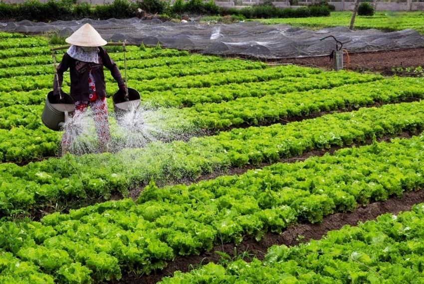 nhập khẩu thuốc bảo vệ thực vật từ trung quốc về việt nam