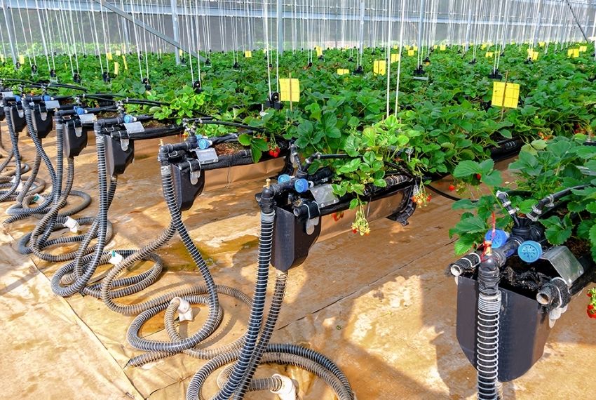 nhập khẩu thuốc bảo vệ thực vật Trung Quốc