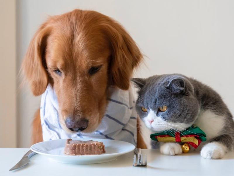 nguồn hàng sỉ thức ăn chó mèo