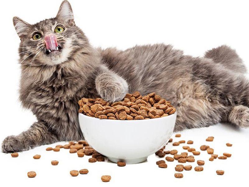 nguồn hàng sỉ thức ăn chó mèo