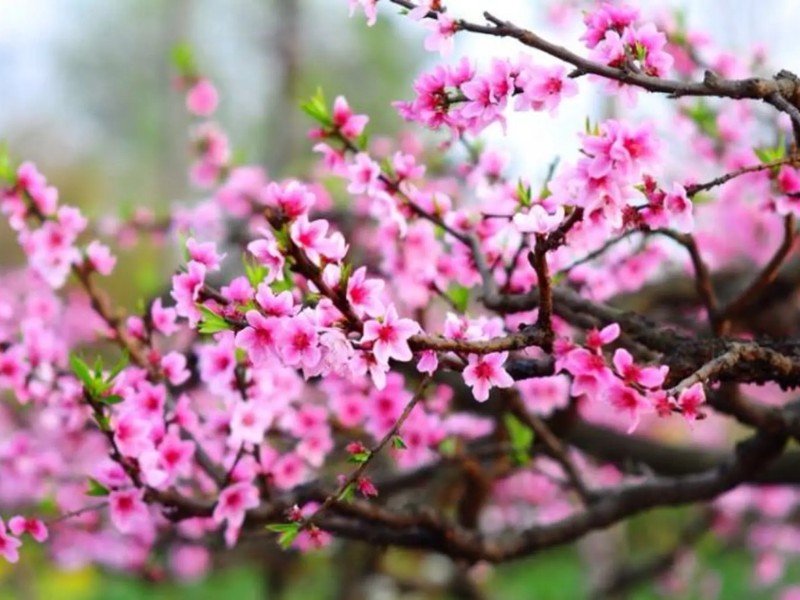 kinh doanh gì dịp tết