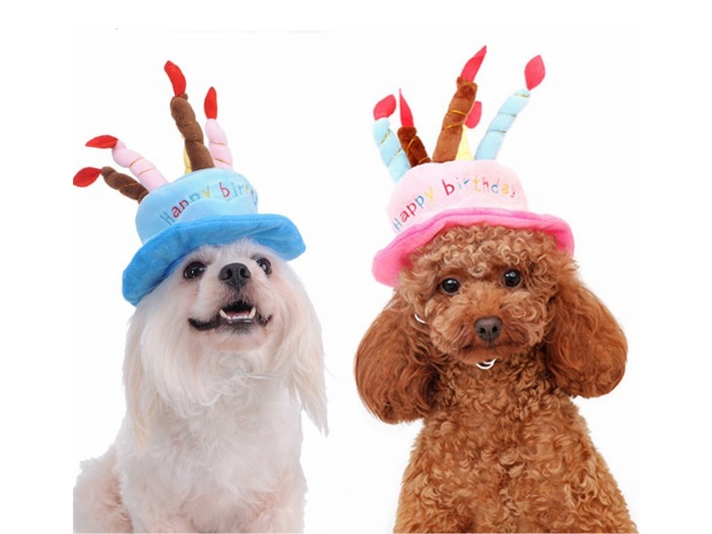 phụ kiện thú cưng