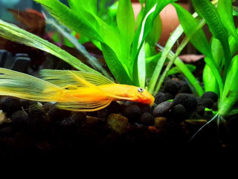 phụ kiện thủy sinh